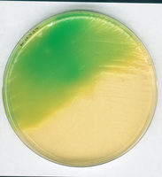 LETHEEN AGAR BASE MODIFIED FOR MICROBIOL